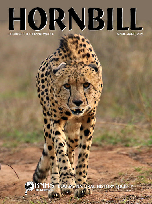 Hornbill [April-June 2024] [rare books]